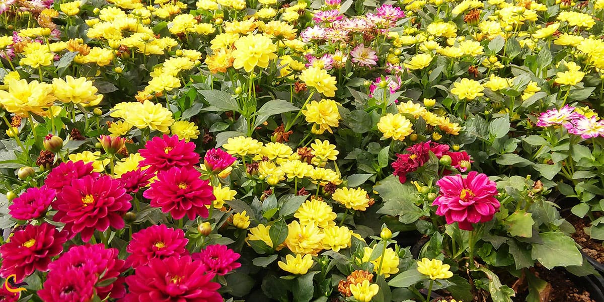 عکس تنوع گل‌های محلات