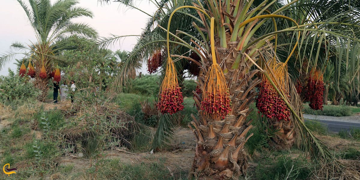 عکس پوشش گیاهی ایرانشهر