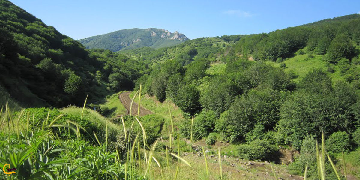 تصویری از پوشش گیاهی سسلاق داماش