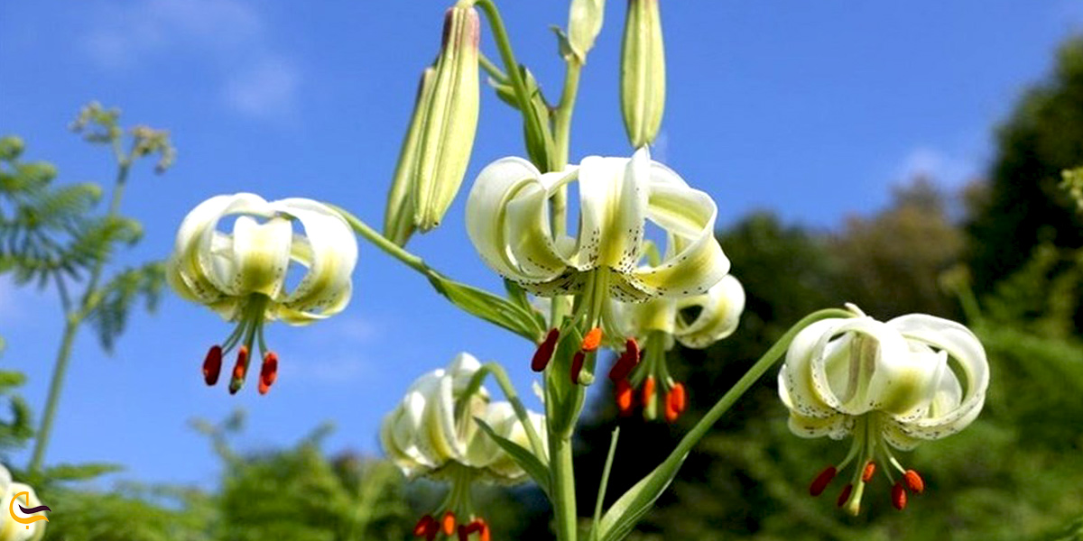 تصویری از گل سوسن چلچراغ داماش