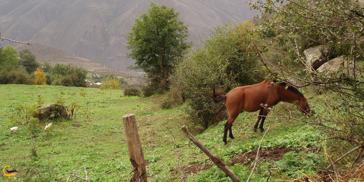 تصویری از طبیعت سرسبز آلاشت