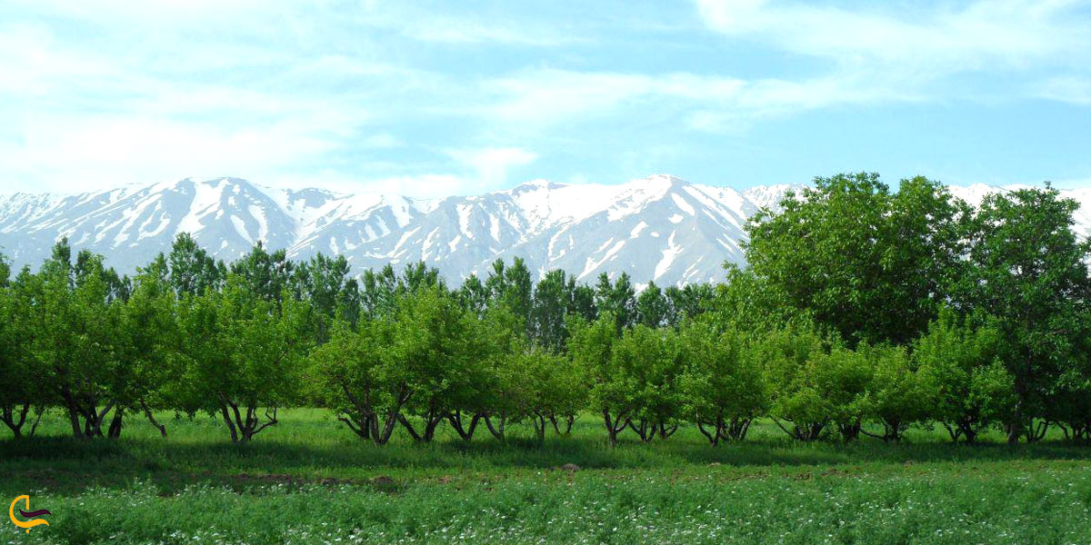 تصویری از طبیعت سرسبز نهاوند