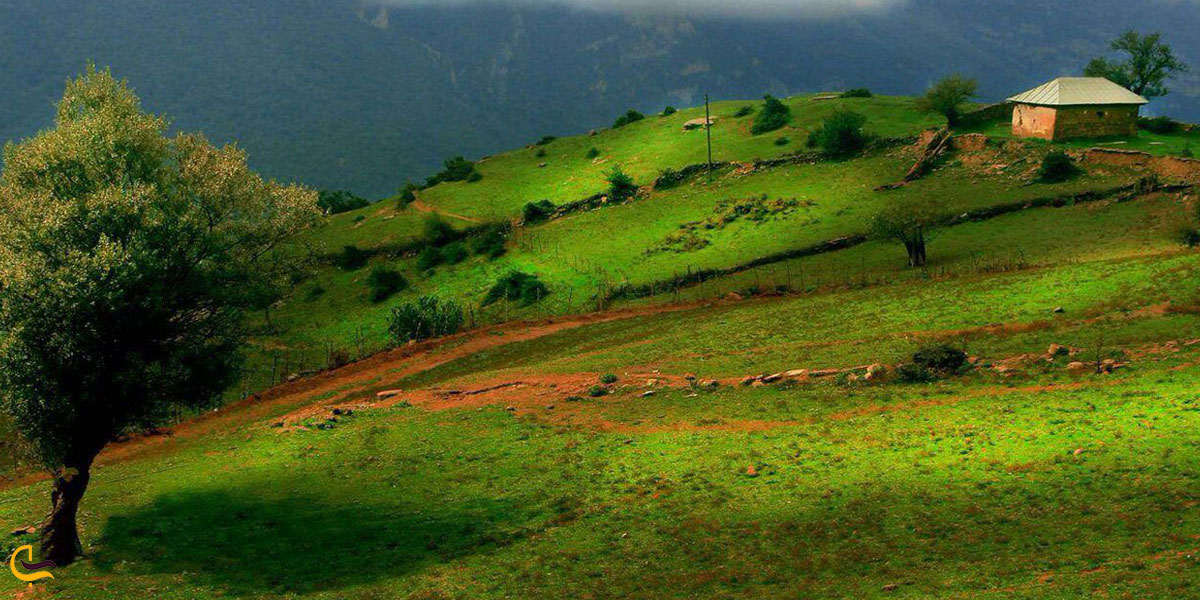 تصویری از طبیعت سرسبز آلاشت