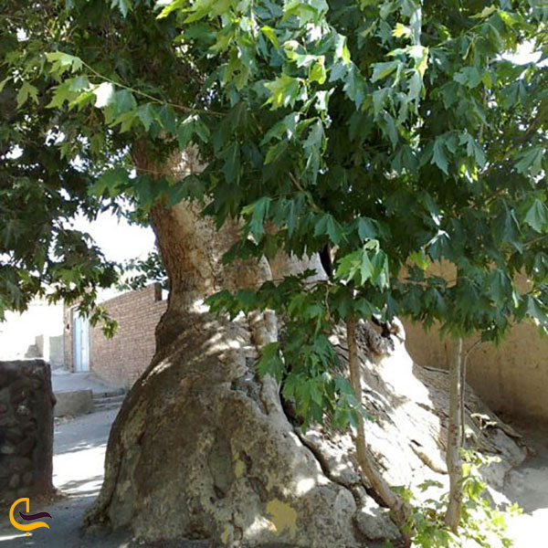 عکس درخت چنار ۷۵۰ ساله