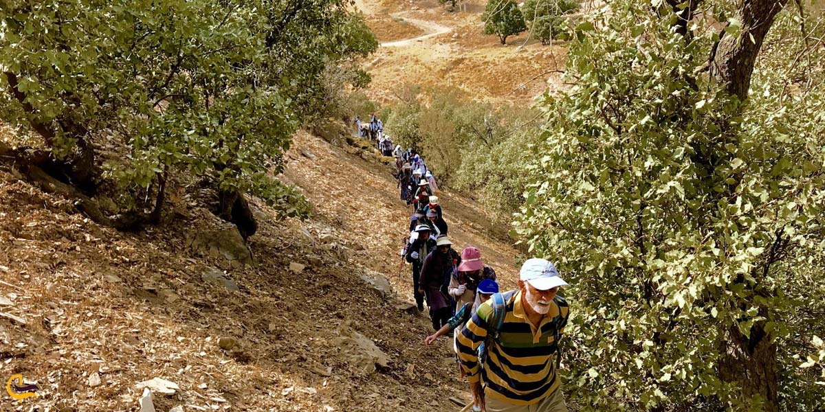 تصویری از طبیعت سرسبز گچان