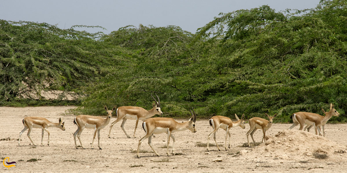 تصویری از بوستان آهوان کیش
