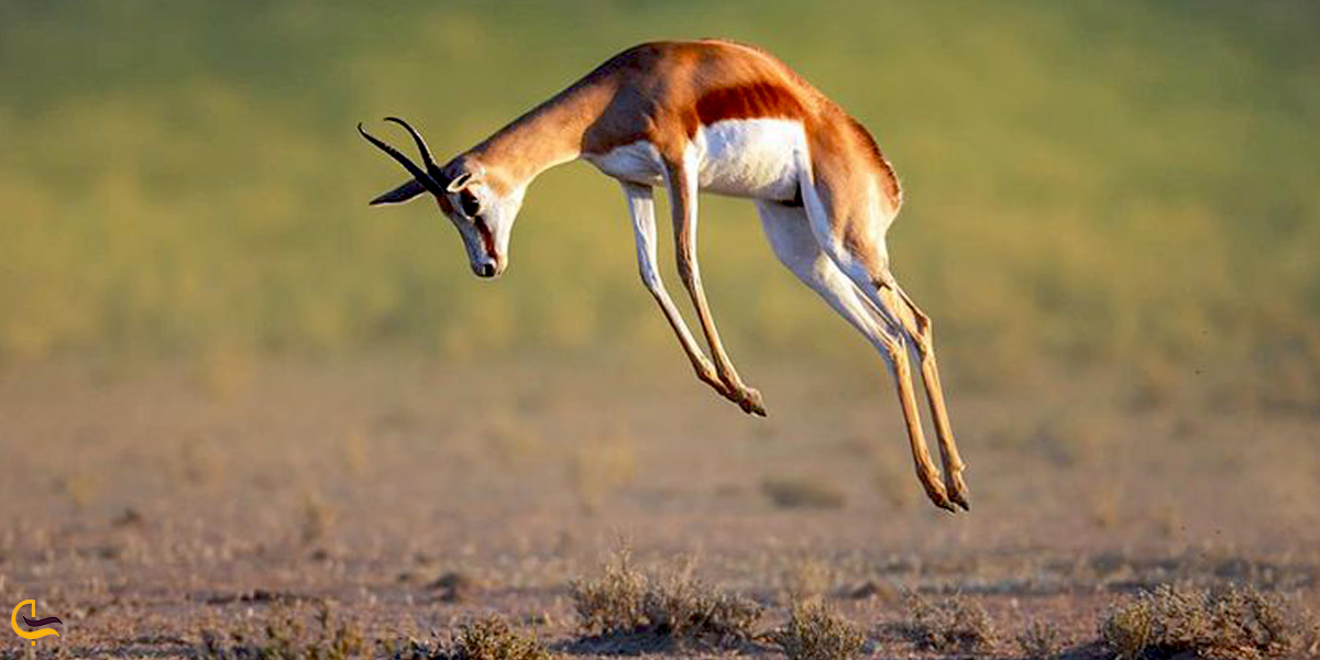 تصویری از آهو در پارک آهوان کیش