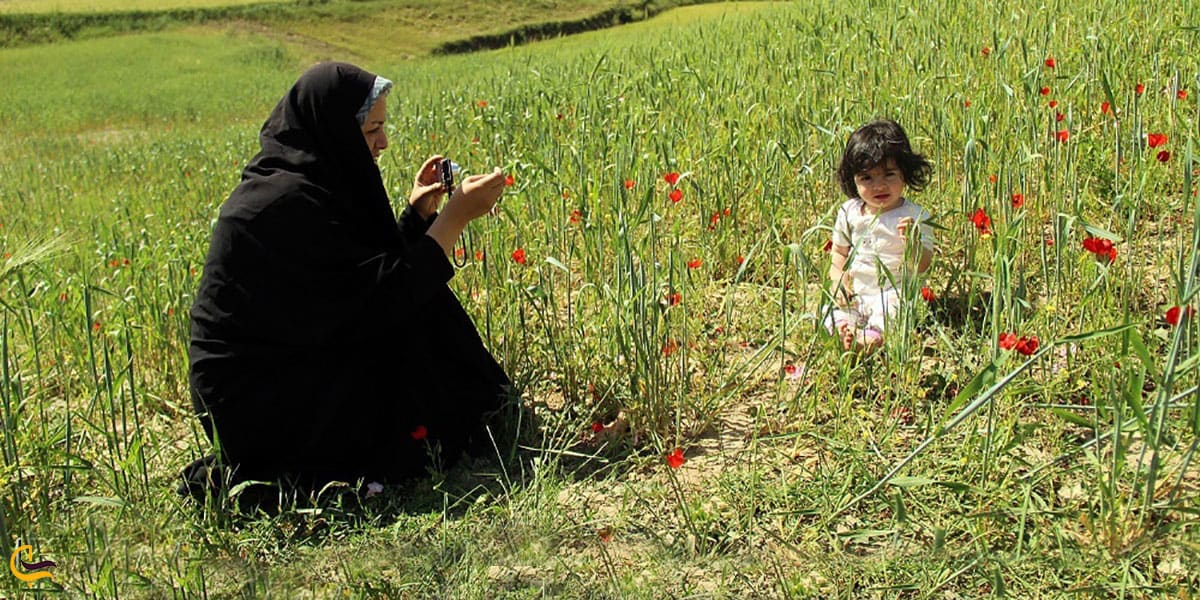 عکس دشت‌های پوشیده از شقایق دراشخانه