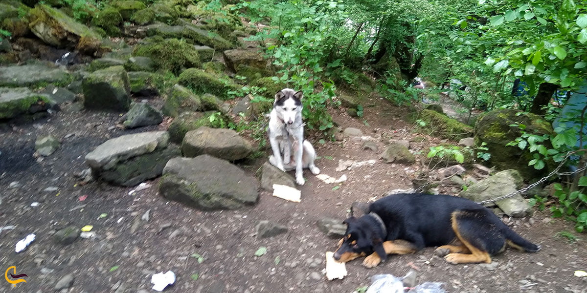 عکس پوشش جانوری آبشار ویسادار