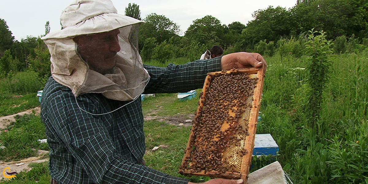 عکس کندوهای زنبور پر از عسل سراب