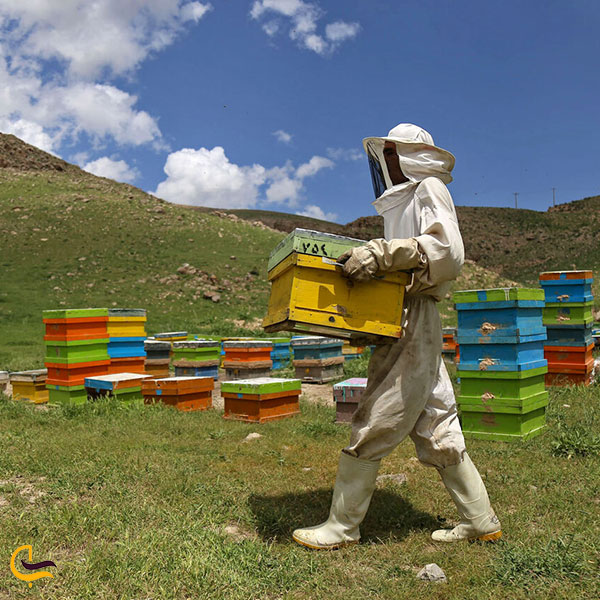 عکس زنبورداری در فاروج