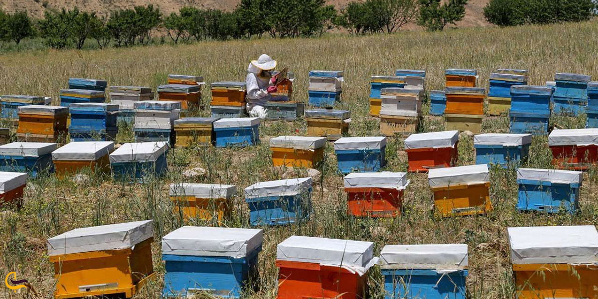 عکس پرورش زنبورعسل در آشخانه 