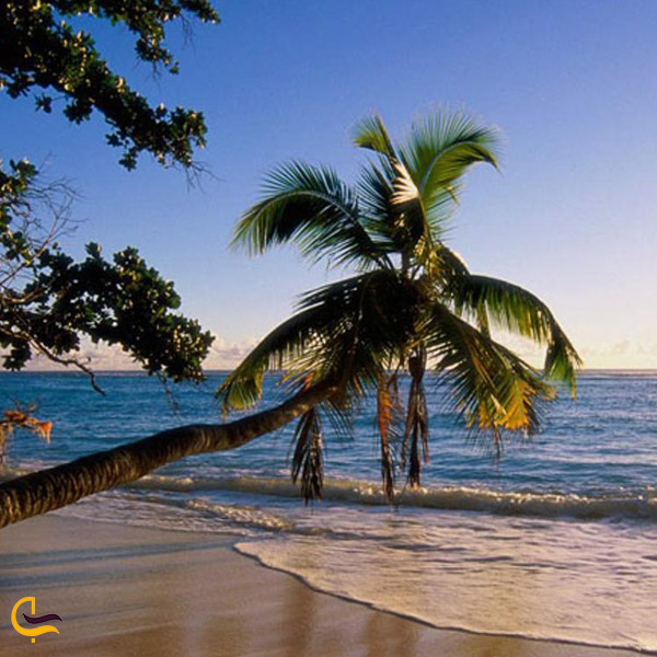 تصویری از ساحل درختان نارگیل