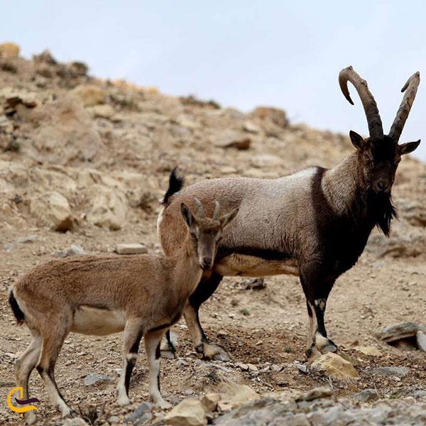 عکس آهو و بزکوهی منطقه شکار ممنوع شاه جهان فاروج