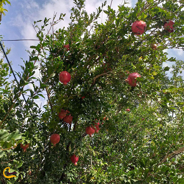 عکس باغات میوه در روستا ایگل