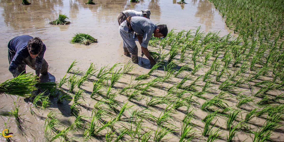 عکس شالیزارهای برنج فلاورجان