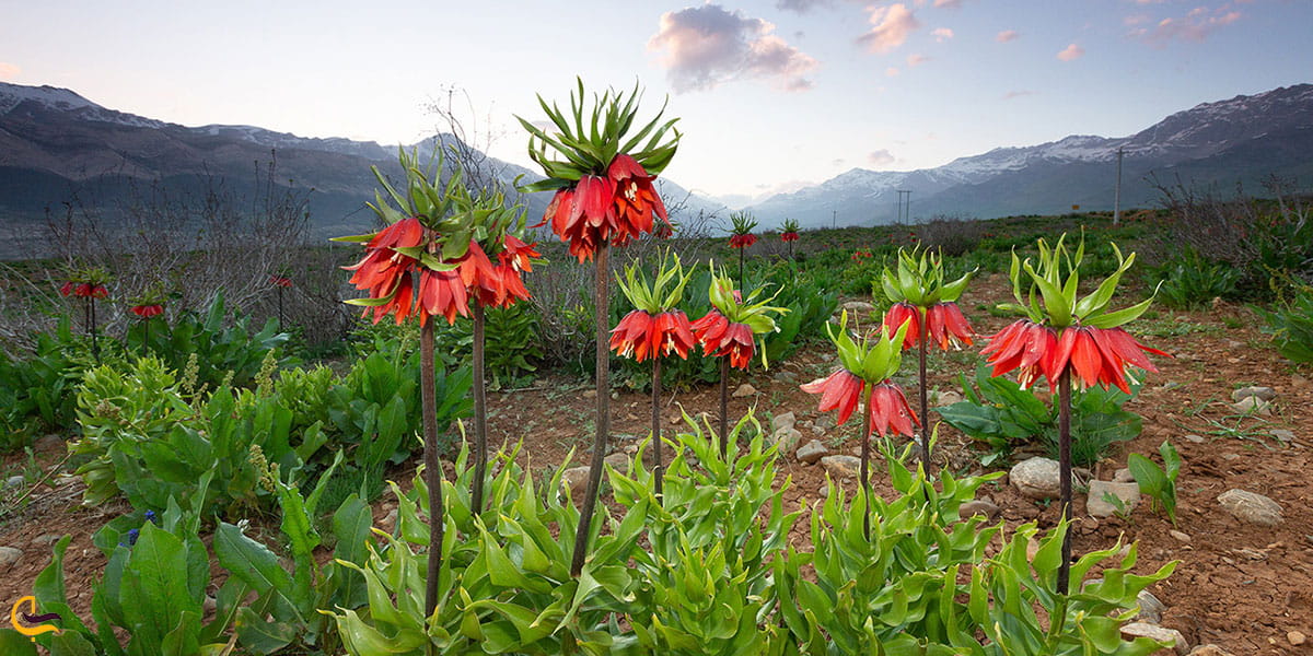 عکس لاله واژگون در زنجان