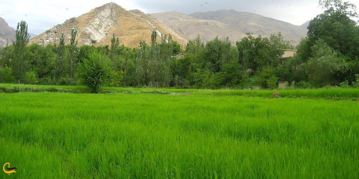 عکس طبیعت فلاورجان