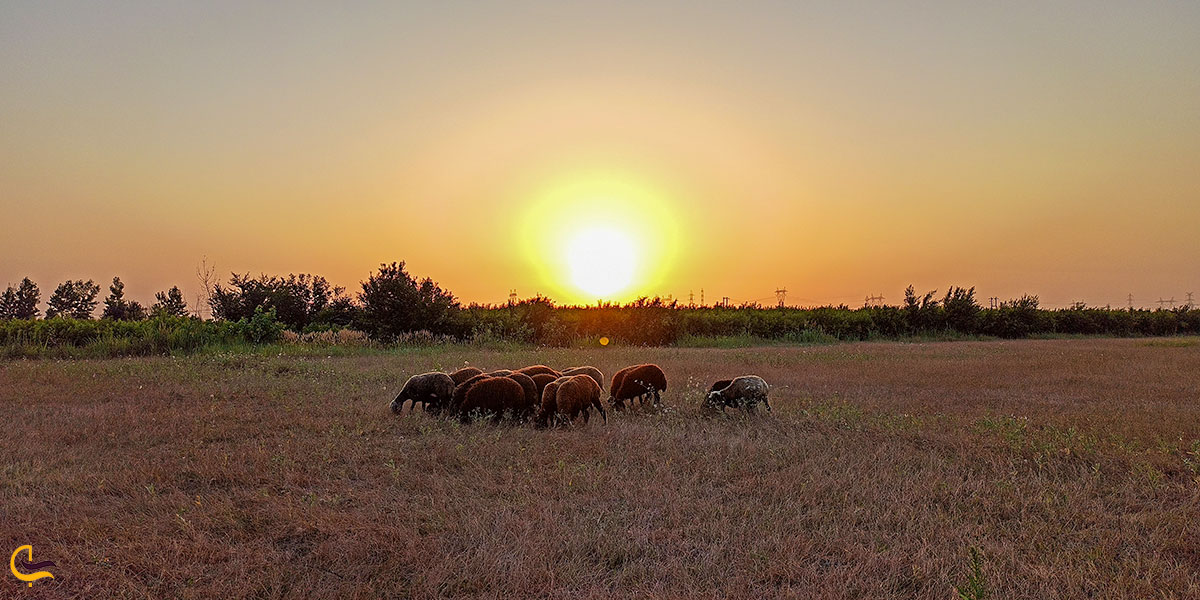 عکس حیوانات شهرستان نکا
