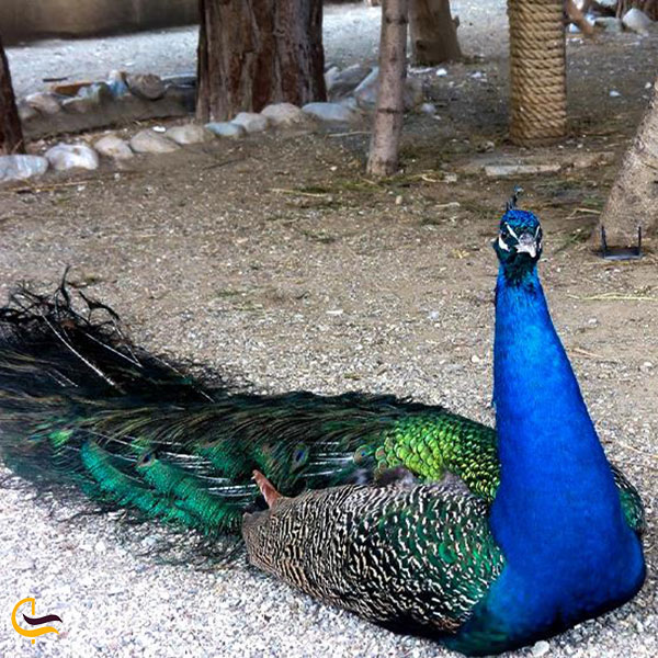 عکس طاووس باغ وحش پارک ارم تهران
