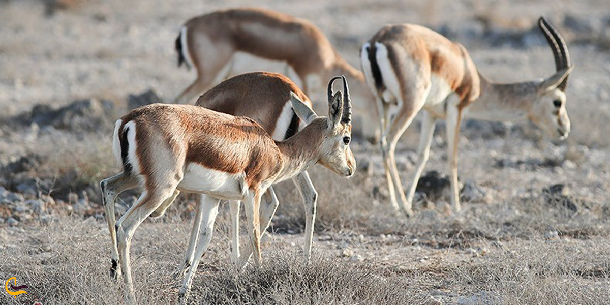 تصویری از آهو در پارک آهوان کیش