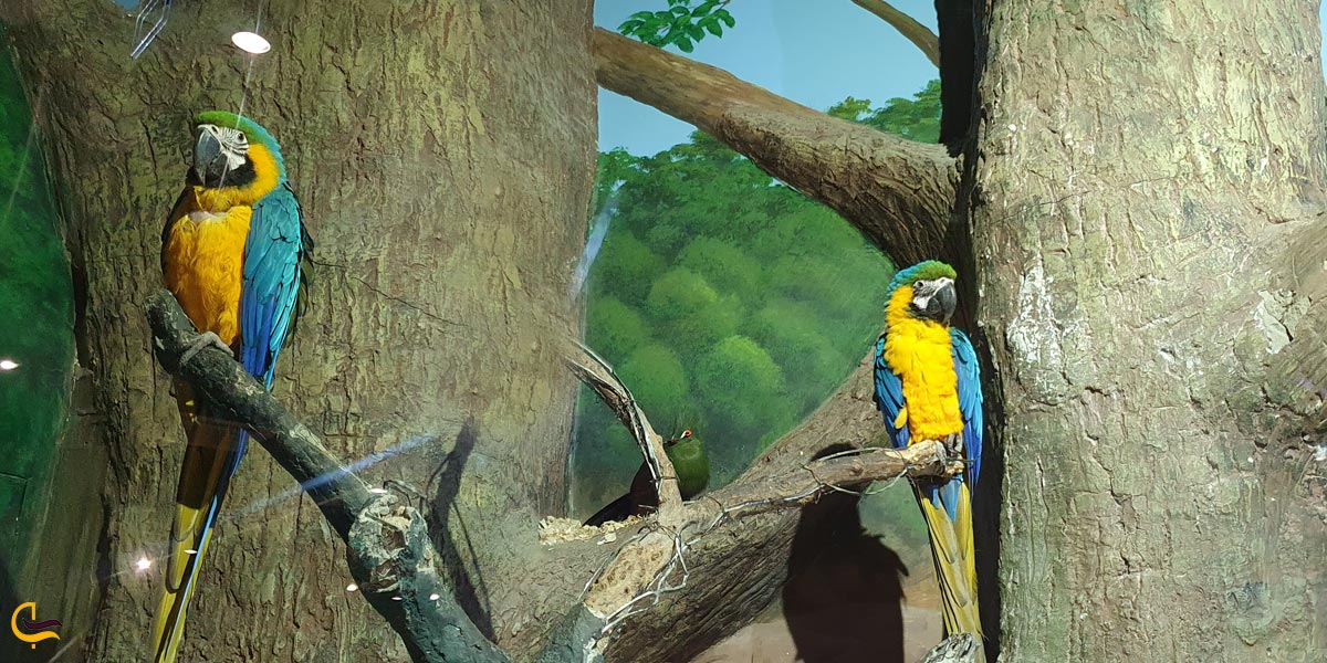 تصویری از بخش پرندگان اکواریوم بندر انزلی 
