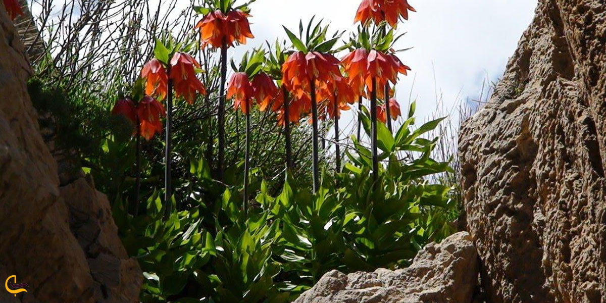 عکس دشت لاله های واژگون کوه برنجه