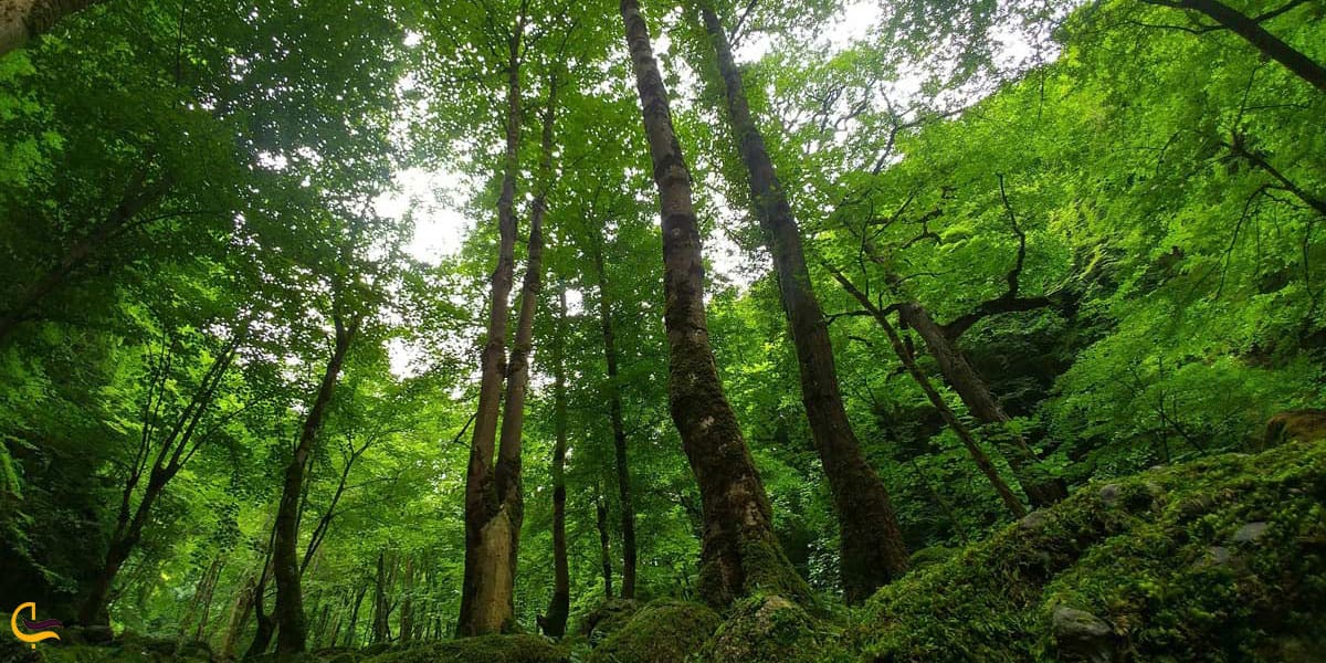  جنگل سخت سر رامسر