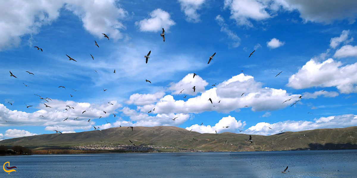 عکس پرنده‌نگری دریاچه سوان