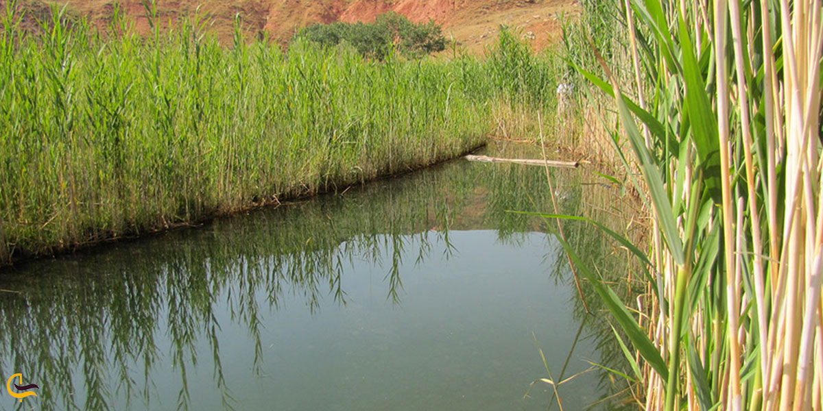 عکس طبیعت چمن متحرک چملی