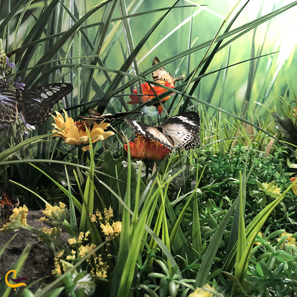 عکس انواع پروانه های زیبا باغ گرمسیری پروانه