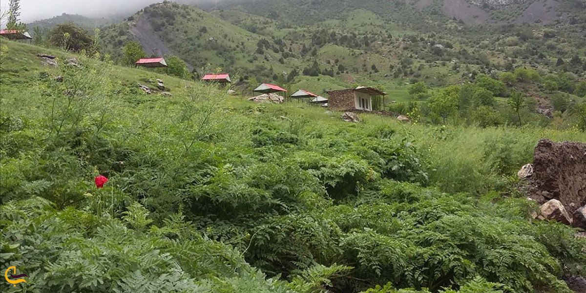 عکس پوشش گیاهی اطراف آبشار ارتکند کلات