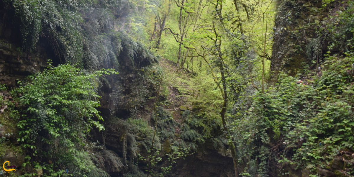 پوشش گیاهی آبشار ویسادار گیلان