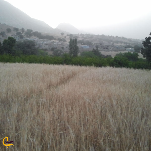 تصویری از روستای المور
