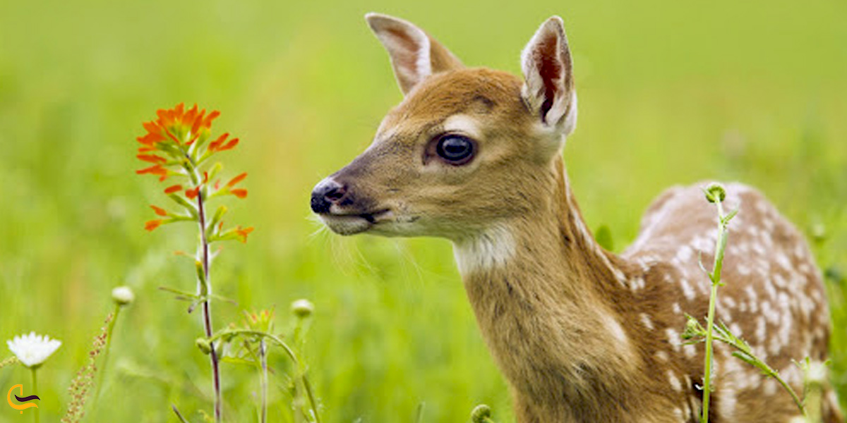 تصویری از آهو در پارک آهوان