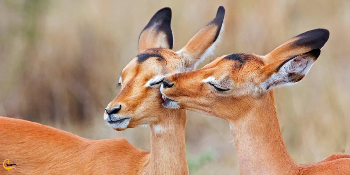 تصویری از آهو