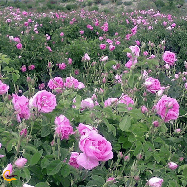 تصویری از تصویری ازباغ های گل محمدی قصمر در کاشان