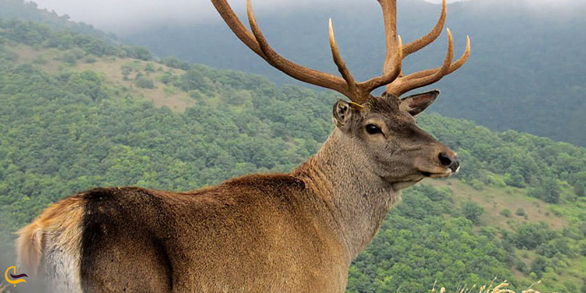 عکس جنگل ارسباران تبریز