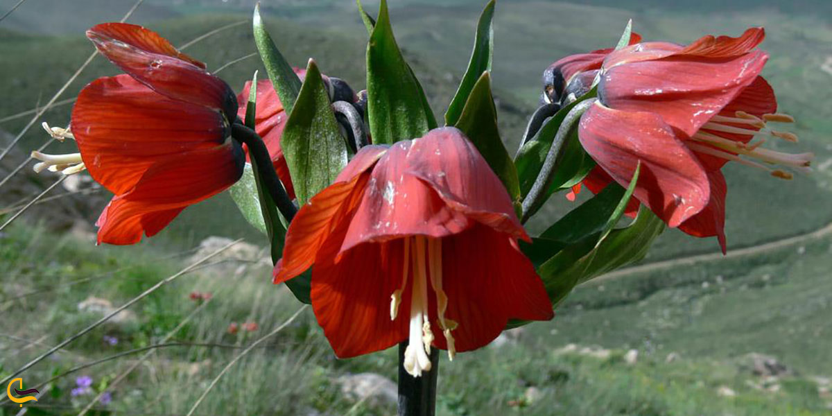 عکس لاله‌های زیبا در شهر بابک