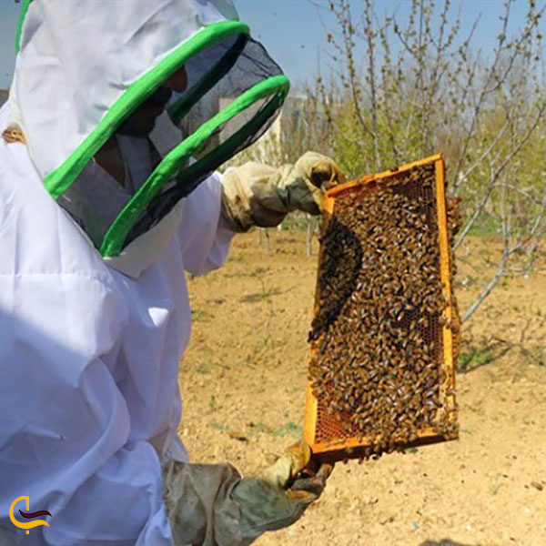 عکس زنبورداری در لاریجان