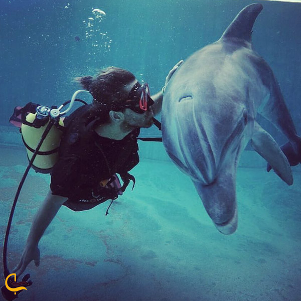 تصویری از غواصی با دلفین ها در مجموعه تفریحی دلفین بی
