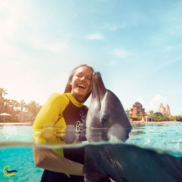 تصویری از عکس و بازی با دلفین ها در مجموعه دلفین بی
