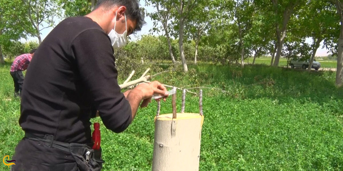 عکس باغداری مردم گلباف