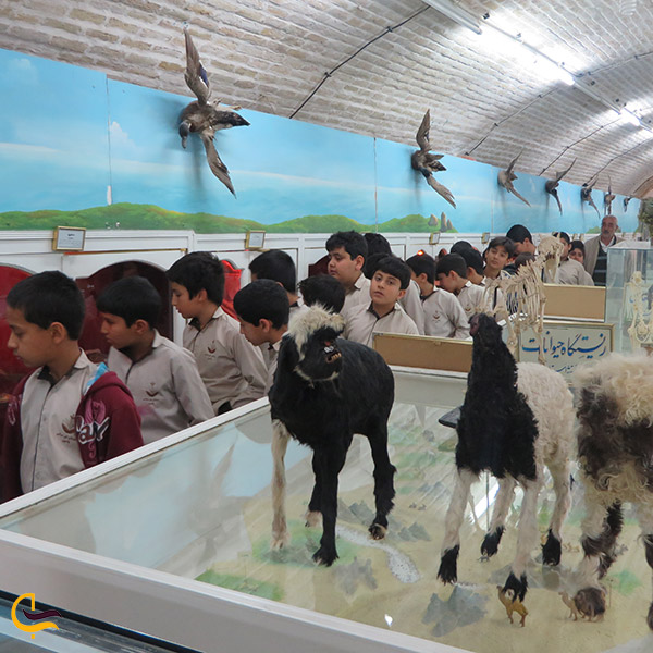 عکس موزه علوم طبیعی شهر یزد
