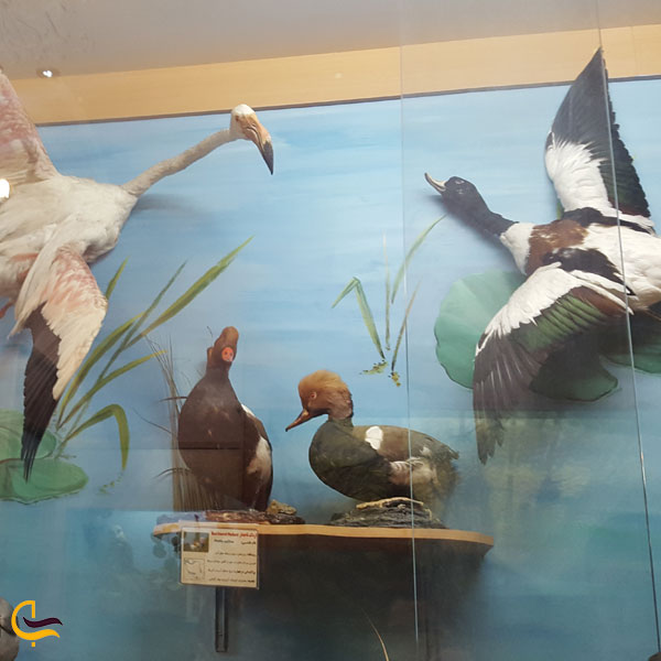 تصویری از بخش حیات طبیعی در موزه هفت چنار