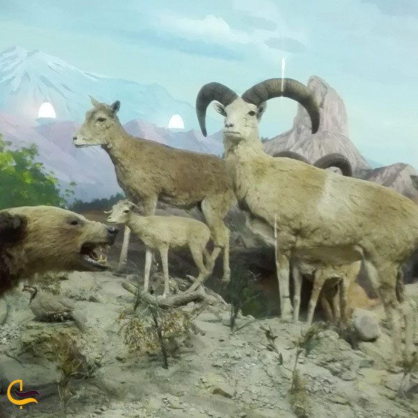 تصویری از بخش پستانداران در موزه هفت چنار