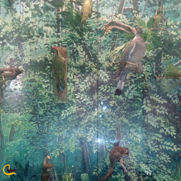 تصویری از بخش حیات طبیعی در موزه هفت چنار