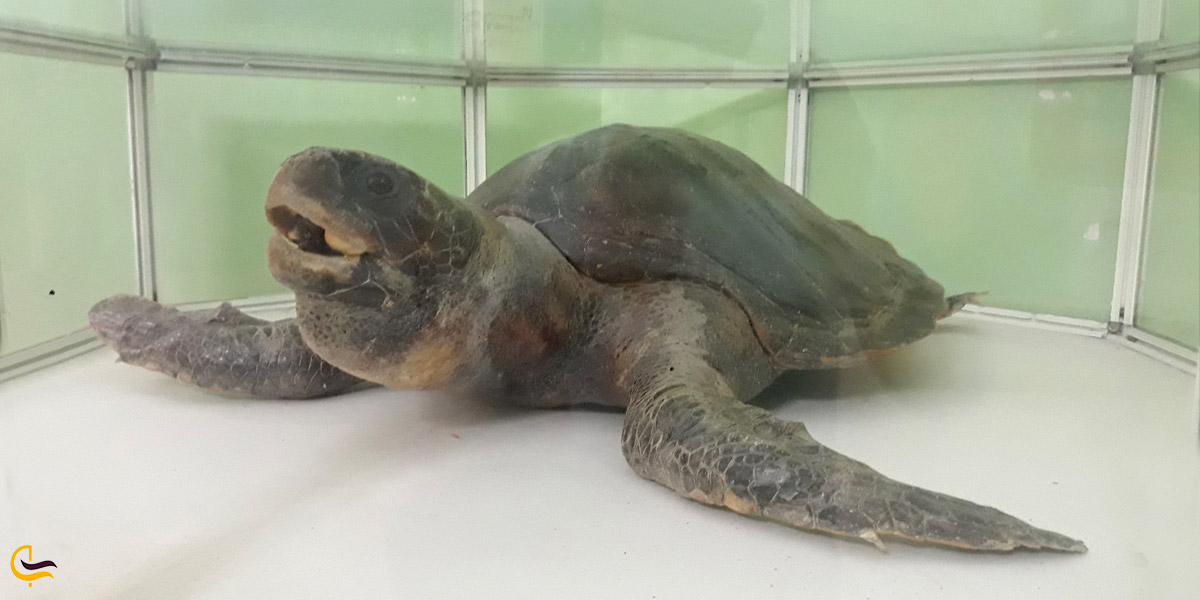 تصویری از لاکپشت در موزه هقت چنار