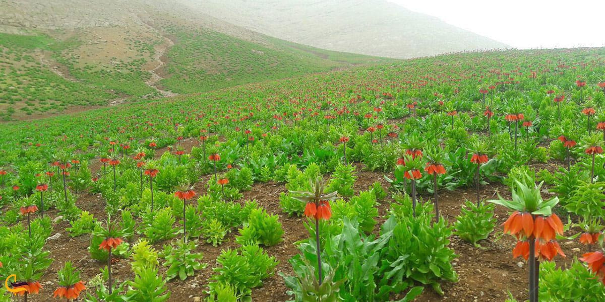 عکس دشت لالههای واژگون کوهرنگ