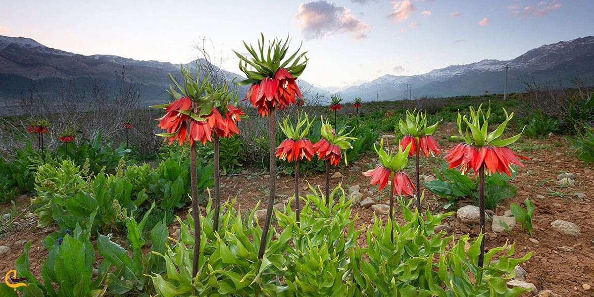 عکس دشت لالههای واژگون درطبیعت کوهرنگ